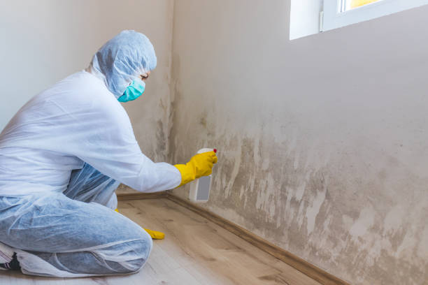 Licensed Attic Mold Removal service in Langhorne, PA - WQB Mold Removal